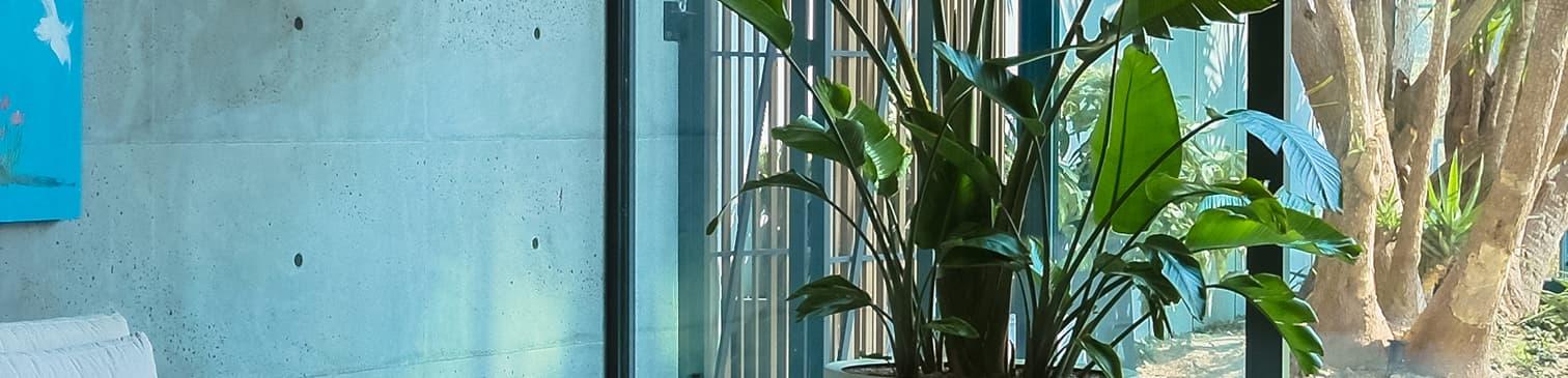 view of a plant in front of a window.
